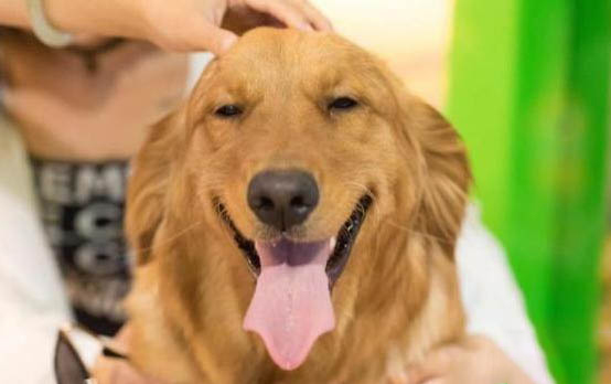 比瑞吉狗糧和博汪狗糧哪個比較好