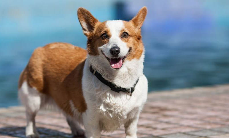 純種柯基犬幼犬價格多少錢一只?