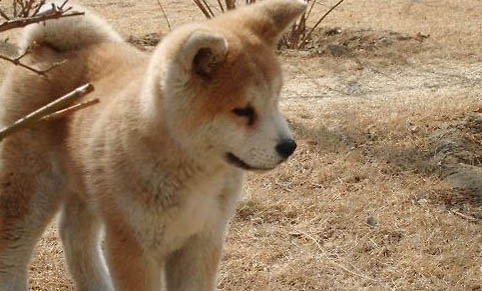 怎么區(qū)分秋田犬和柴犬
