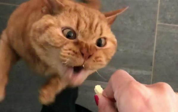 貓咪換主人的傷心表現