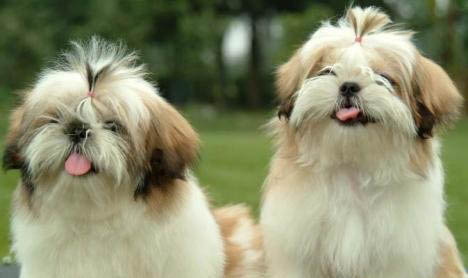 為什么沒有人養西施犬