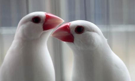 怎樣讓白文鳥不怕我