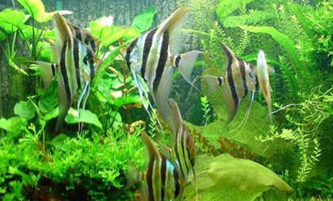 魚缸水質如何檢測