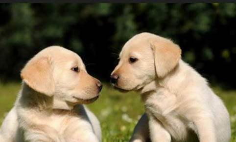 黑色拉布拉多幼犬怎么看純不純