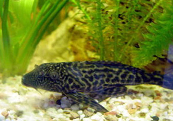 清道夫就吃魚屎嗎?