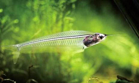 玻璃種孔雀魚好養嗎