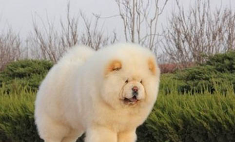 松獅犬可以吃人類的什么食物