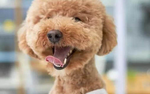 狗狗不拔耳毛怎么避免耳螨