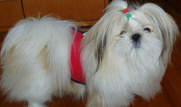 西施犬的智商相當(dāng)于幾歲