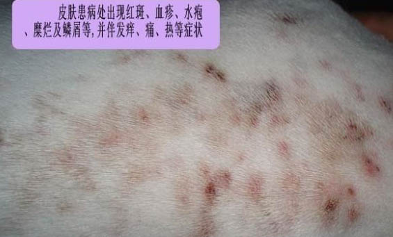 狗狗打完疫苗之后多久能出門