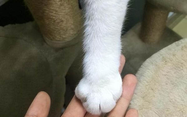 貓反復拉稀怎么辦