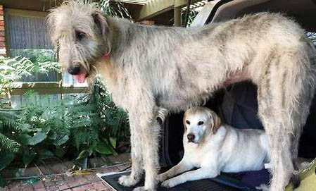 蘇俄獵狼犬什么價位