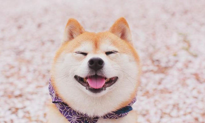 柴犬的原產(chǎn)地在哪里