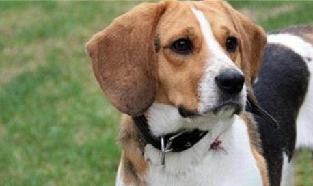 哈利犬和比格犬的區別圖片