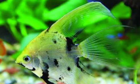 魚缸清理魚屎的好方法