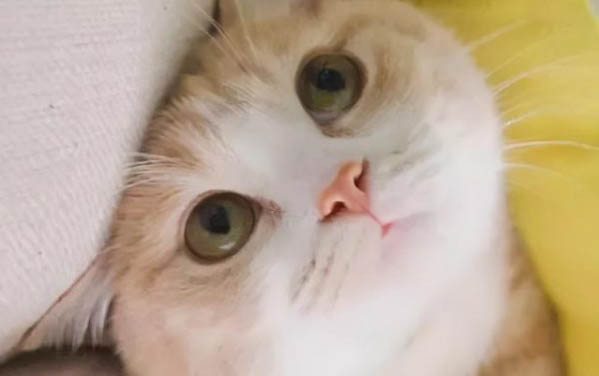 貓為什么會尿閉?