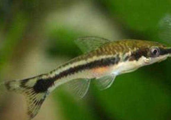 怎么看孔雀魚是否要生了?