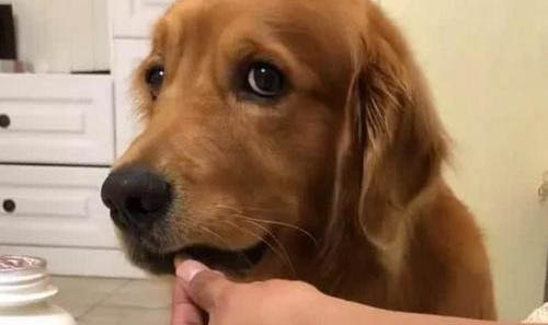 狗狗打疫苗后多久可以洗澡