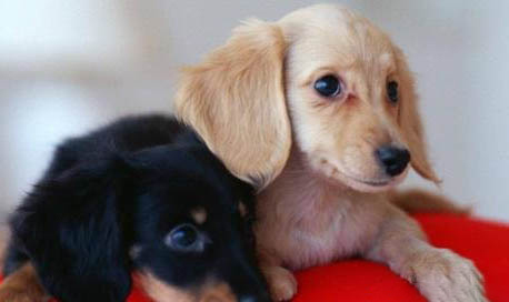 臘腸犬為什么