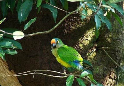 零下5度能養玄鳳鸚鵡嗎?