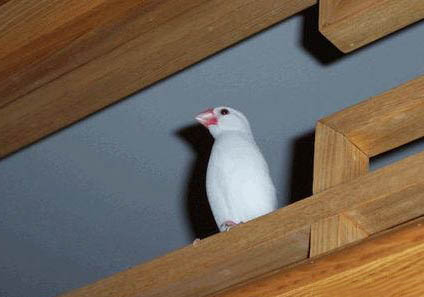 白文鳥可以吃不帶殼小米嗎