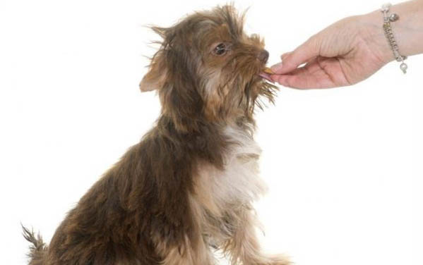 泰迪狗鼻子干裂結痂怎么辦