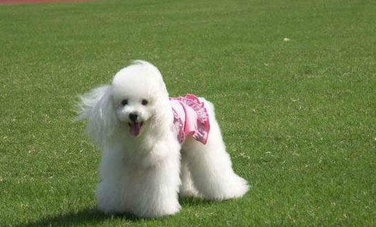 貴賓犬口吐白沫的原因及處理方法