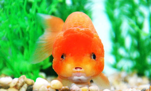 金魚的年齡及辨別方法