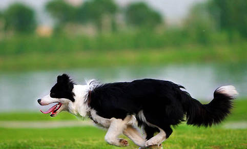 怎么樣挑選邊境牧羊犬?
