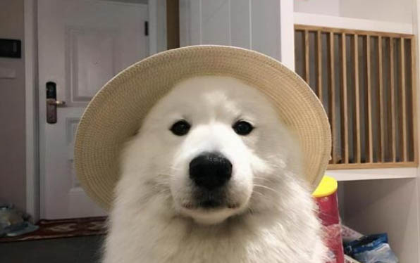薩摩耶和哈士奇哪個好