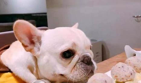 狗狗懷孕了能吃打胎藥嗎?