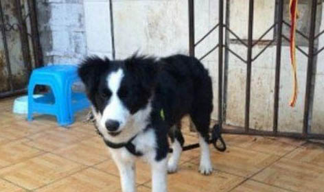 二個(gè)月大的幼犬洗澡需要注意哪些事項(xiàng)?