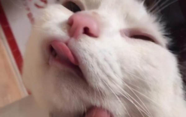 貓的眼睛有幾種顏色