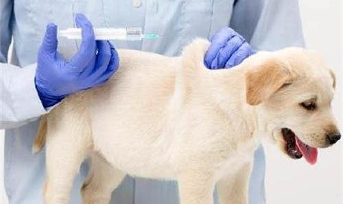怎樣能看出狗狗要下崽崽了
