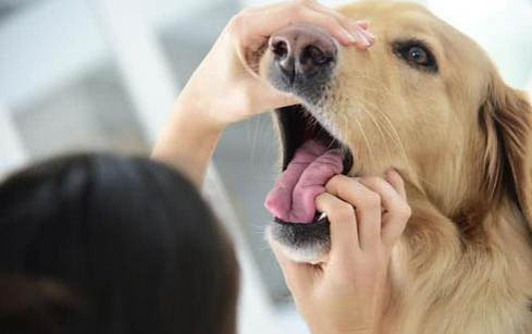 狗狗疫苗要隔多久打一次