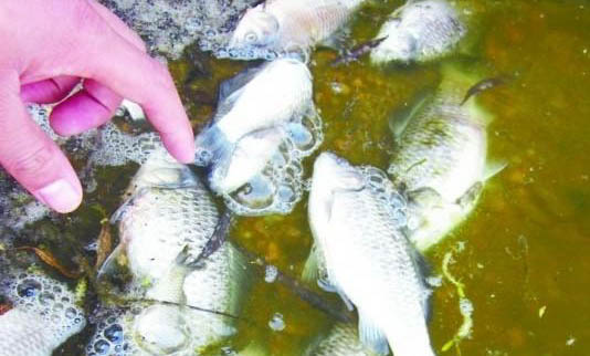 怎么給魚缸中增氧