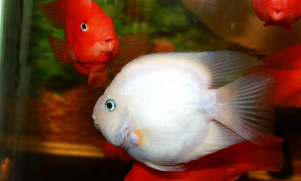 孔雀魚晚上會不會睡覺