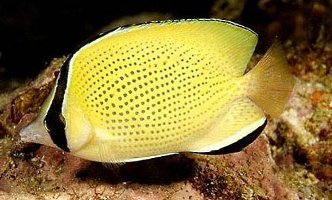怎么知道孔雀魚要生了？