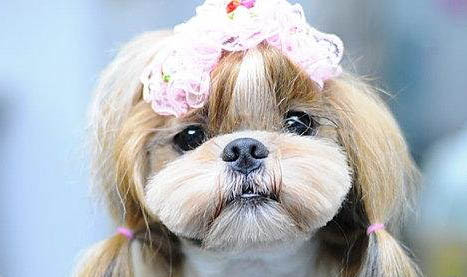 西施犬老掉毛的原因及處理方法