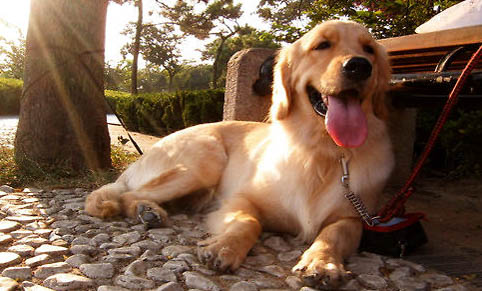 如何選購金毛犬