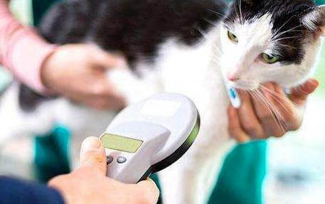 小貓生下來幾天睜眼正常