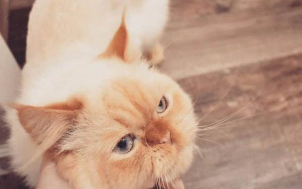 狗狗為什么咬自家小貓的腳啊?