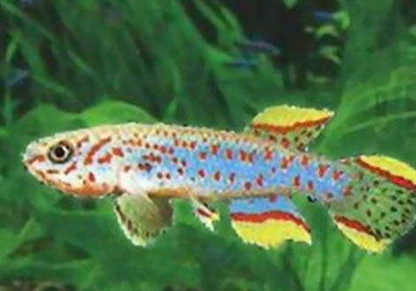 七彩神仙魚吃什么飼料最好