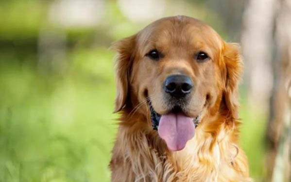金毛犬和貴賓犬哪個貴