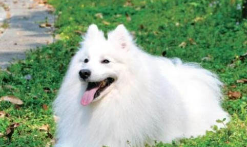 銀狐犬和薩摩耶的區別有哪些