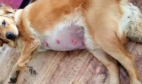 棉花面紗犬哪里有賣