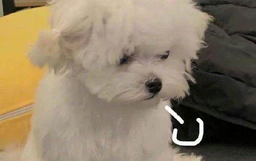 狗狗胰腺炎食譜大全
