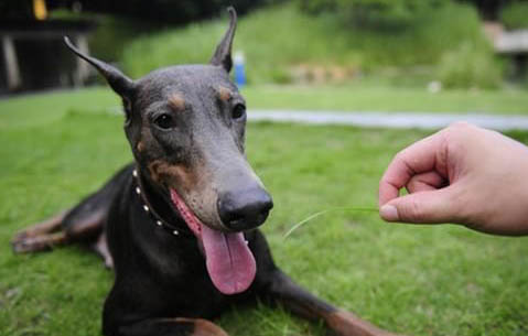 拳師犬與杜賓哪個好