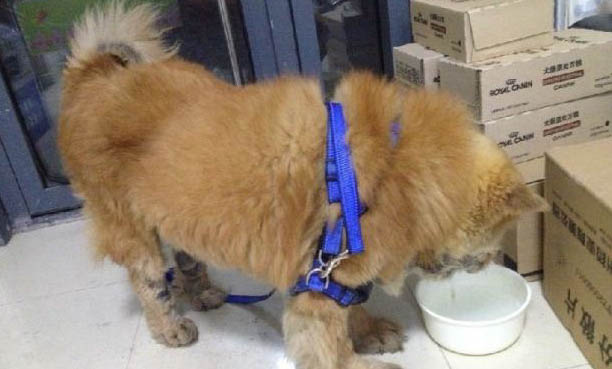 狗狗為什么身上癢啊
