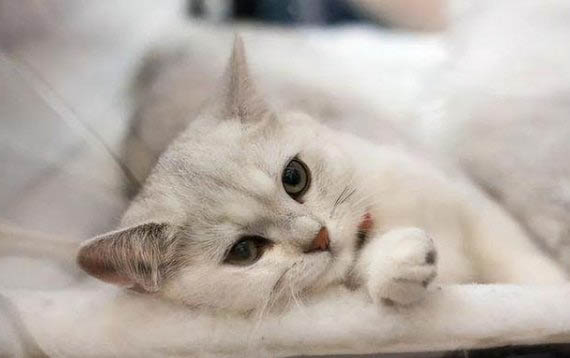 貓咪死后身體多久變硬